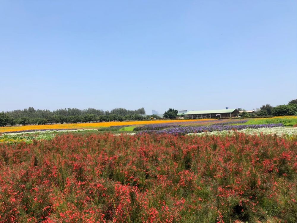 チョクチャイファーム