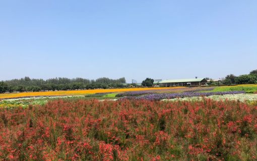 チョクチャイファーム