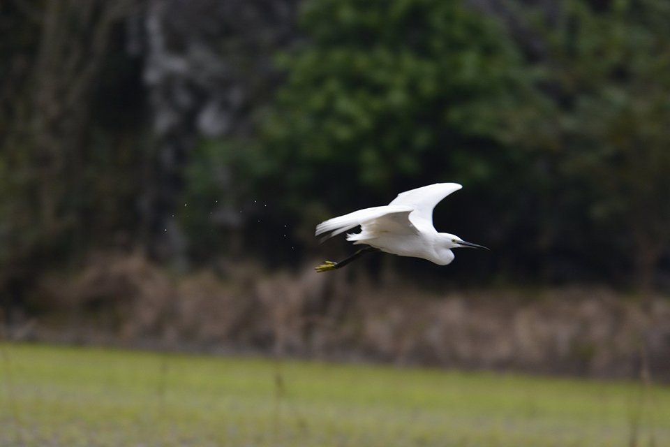 【ハノイ発】歴史と絶景を楽しむ ファッジエム教会&タムコック&古都ホアルー 3