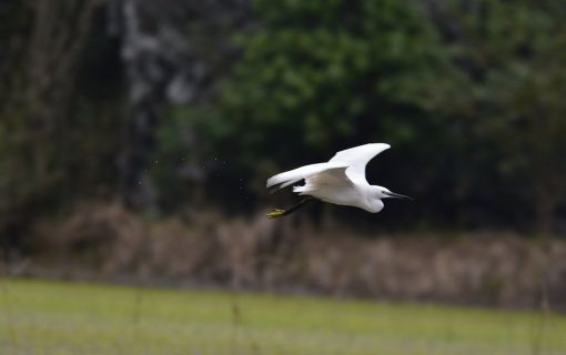 【ハノイ発】歴史と絶景を楽しむ ファッジエム教会&タムコック&古都ホアルー 3