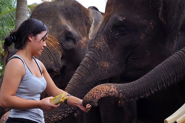サファリ アンダー ザ スター 2