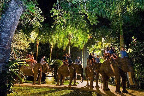 サファリ アンダー ザ スター 1