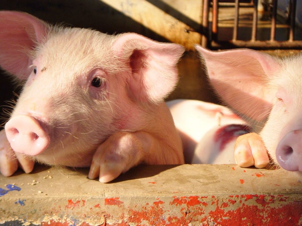 【特価】シラチャー・タイガーズー (バンコク発) 8