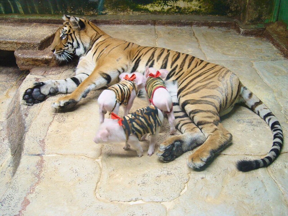 【特価】シラチャー・タイガーズー (バンコク発) 5