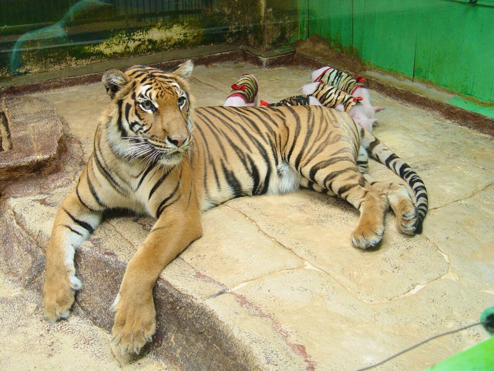 【特価】シラチャー・タイガーズー (バンコク発) 4