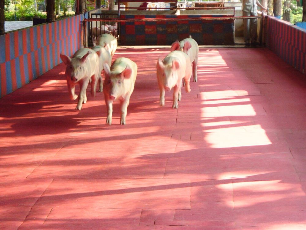 【特価】シラチャー・タイガーズー (バンコク発) 10