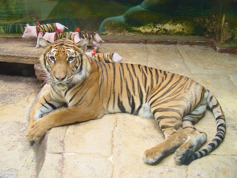 【特価】シラチャー・タイガーズー (バンコク発) 3