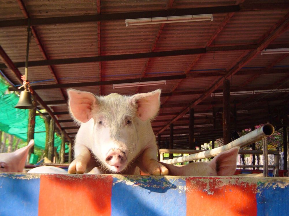 【特価】シラチャー・タイガーズー (バンコク発) 9