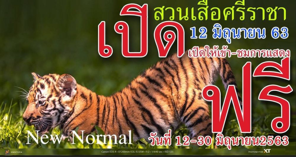 再オープン記念キャンペーン！！6/12～30 さらに値下げ！《タイ語ドライバー送迎付き・車1台2000THB・6名様まで》シラチャータイガーズー (バンコク発) 1