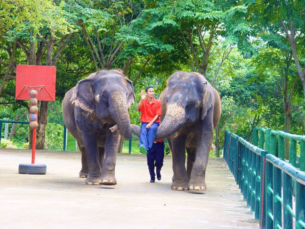 【特価】シラチャー・タイガーズー (バンコク発) 11