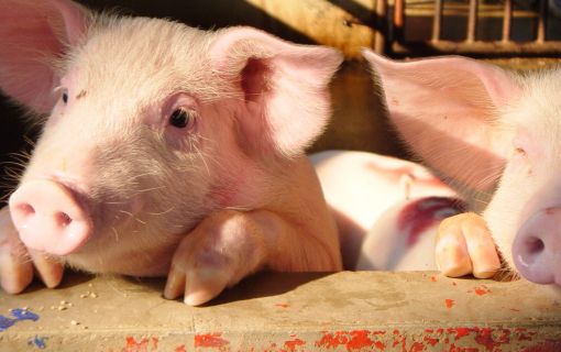 【特価】シラチャー・タイガーズー (バンコク発) 8