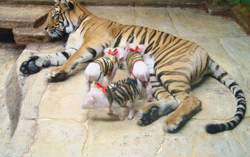 【特価】シラチャー・タイガーズー (バンコク発) 5