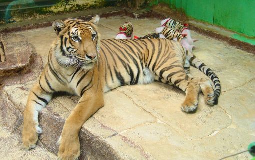 【特価】シラチャー・タイガーズー (バンコク発) 4