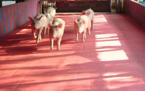 【特価】シラチャー・タイガーズー (バンコク発) 10