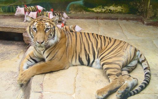 【特価】シラチャー・タイガーズー (バンコク発) 3