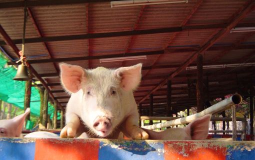 【特価】シラチャー・タイガーズー (バンコク発) 9