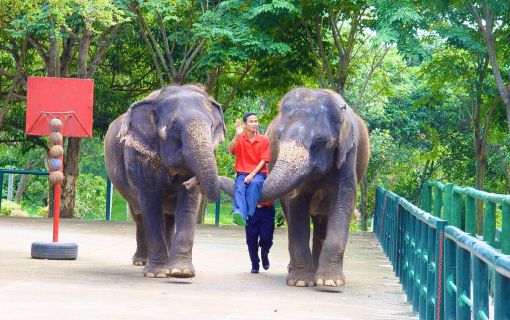 【特価】シラチャー・タイガーズー (バンコク発) 11